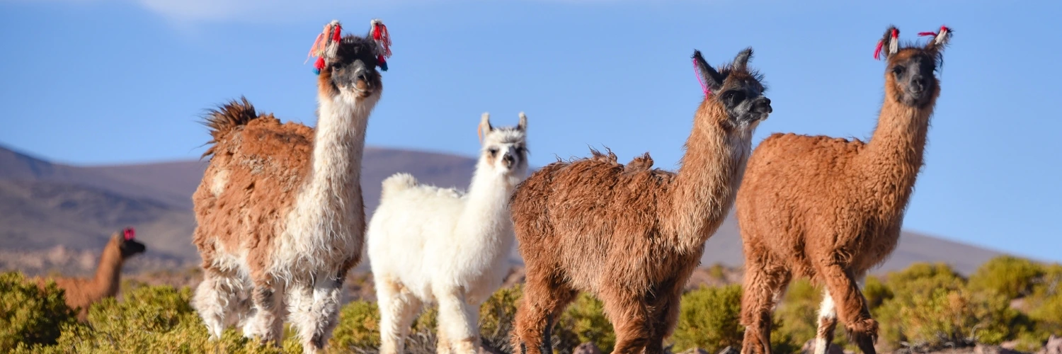 Eduardo Avaroa National Park