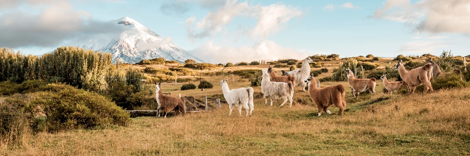 Ecuador Cotopaxi Park